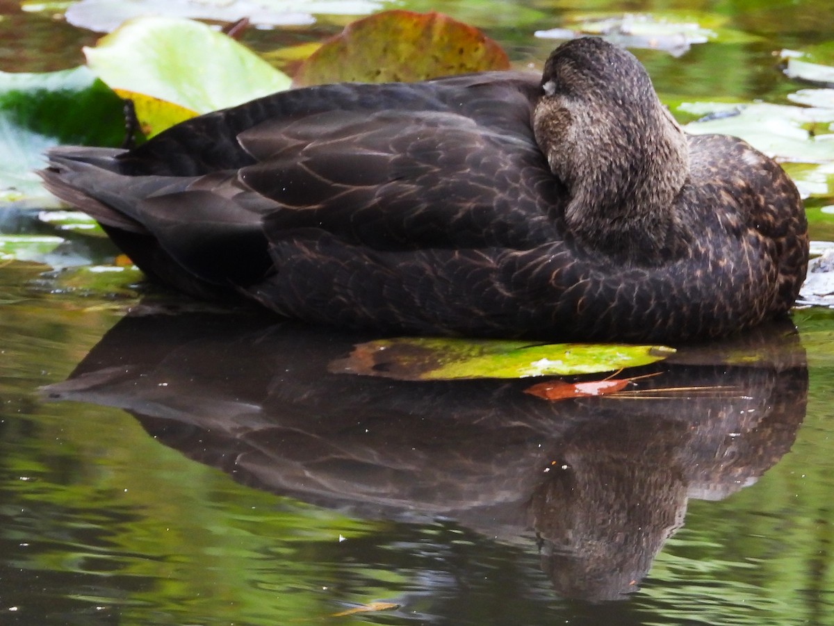 American Black Duck - ML643671802