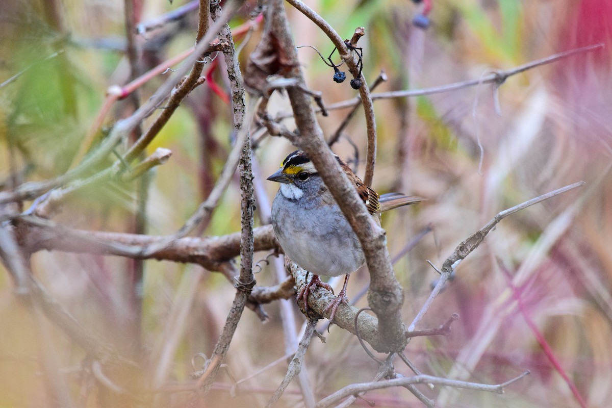 White-throated Sparrow - ML643671814