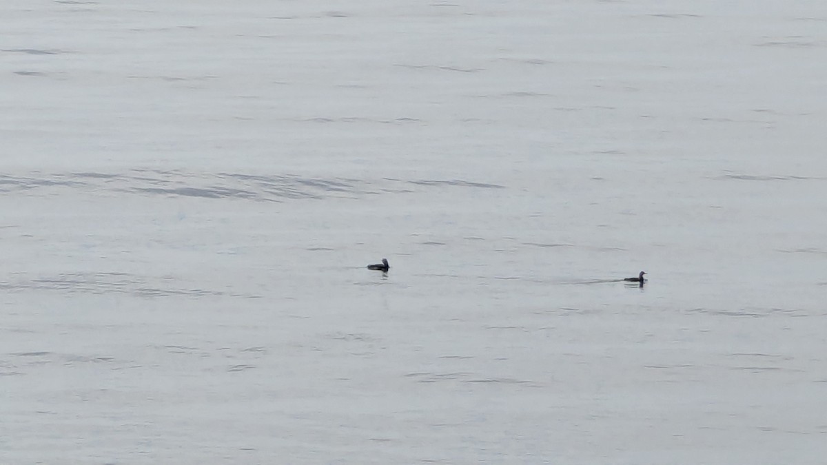 Entenvogel, unbestimmt - ML643671830