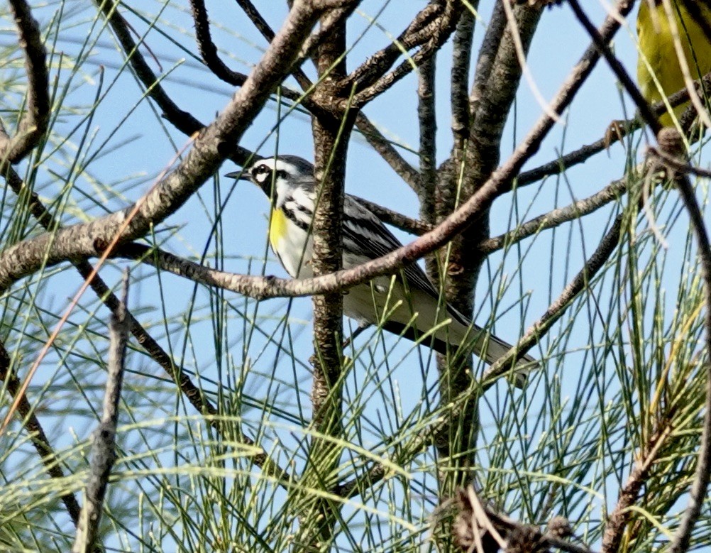 Yellow-throated Warbler - ML643671854