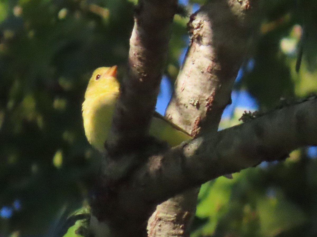 Piranga gorri-beltza - ML643671858