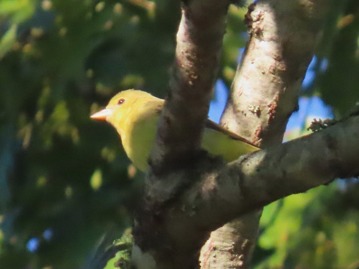 Piranga gorri-beltza - ML643671859