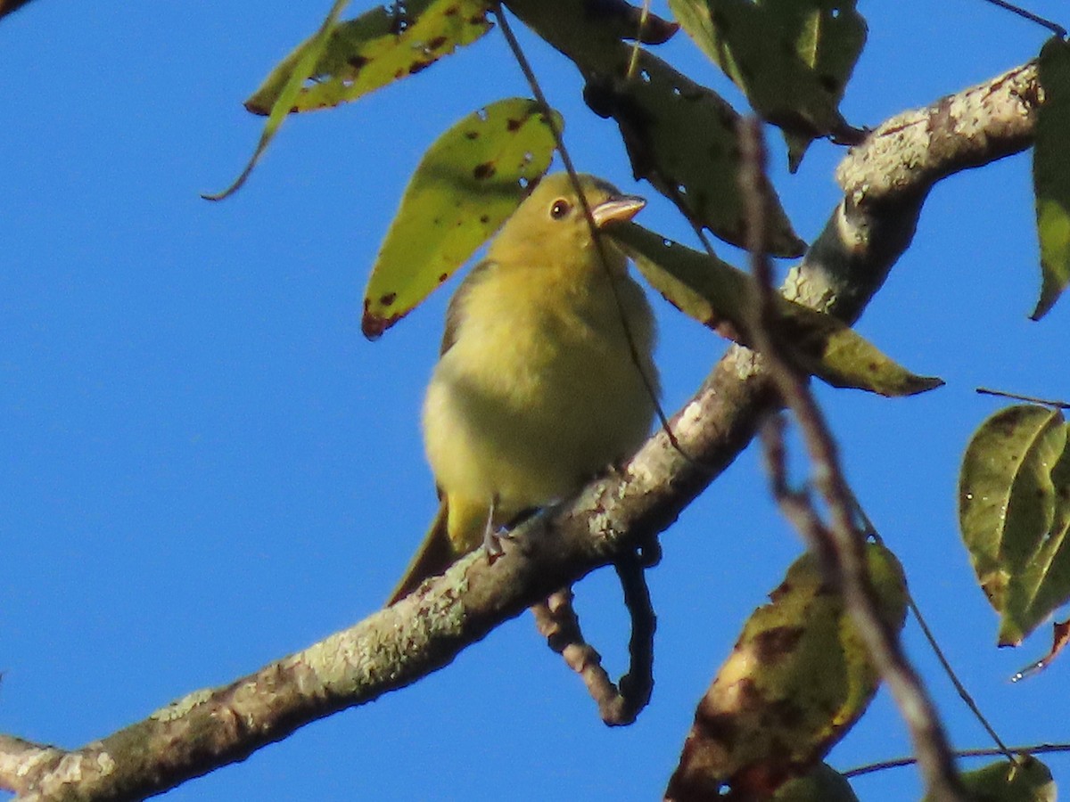 Piranga gorri-beltza - ML643671860