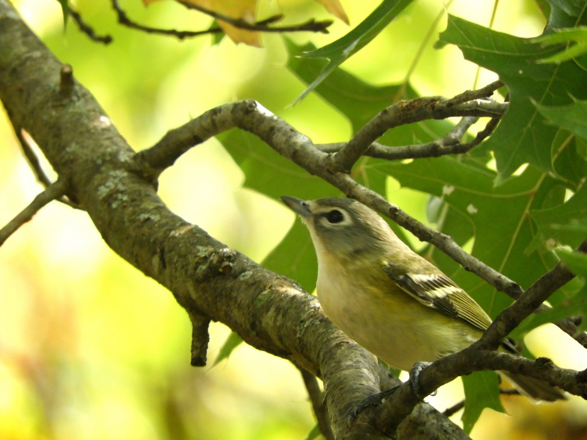 Blue-headed Vireo - ML643671884