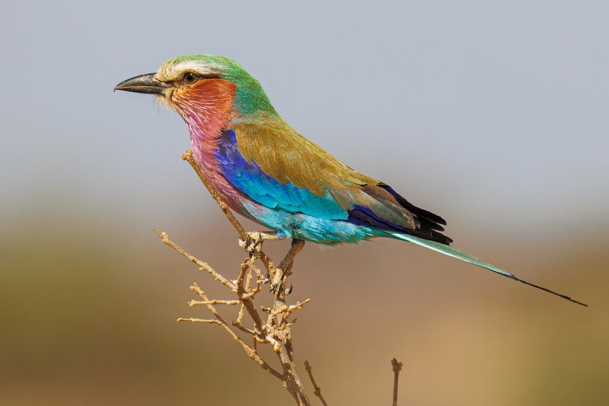Lilac-breasted Roller - ML643671885