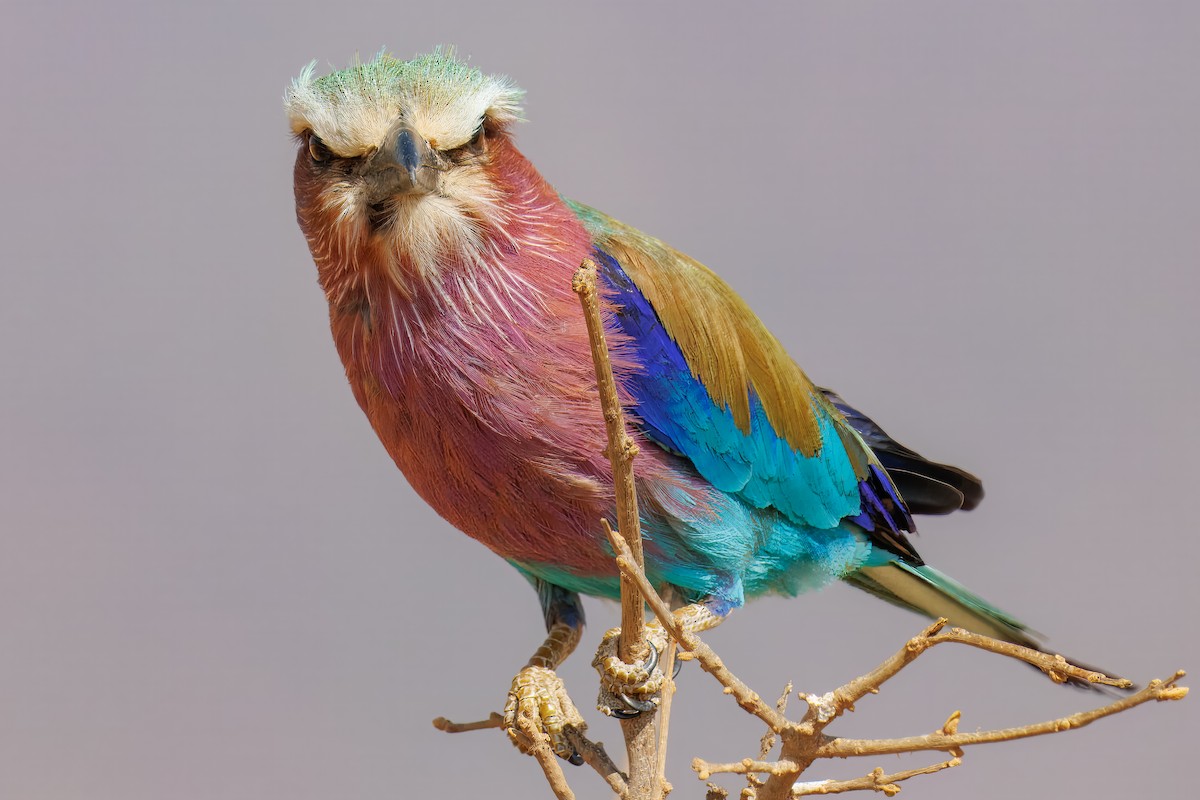 Lilac-breasted Roller - ML643671886