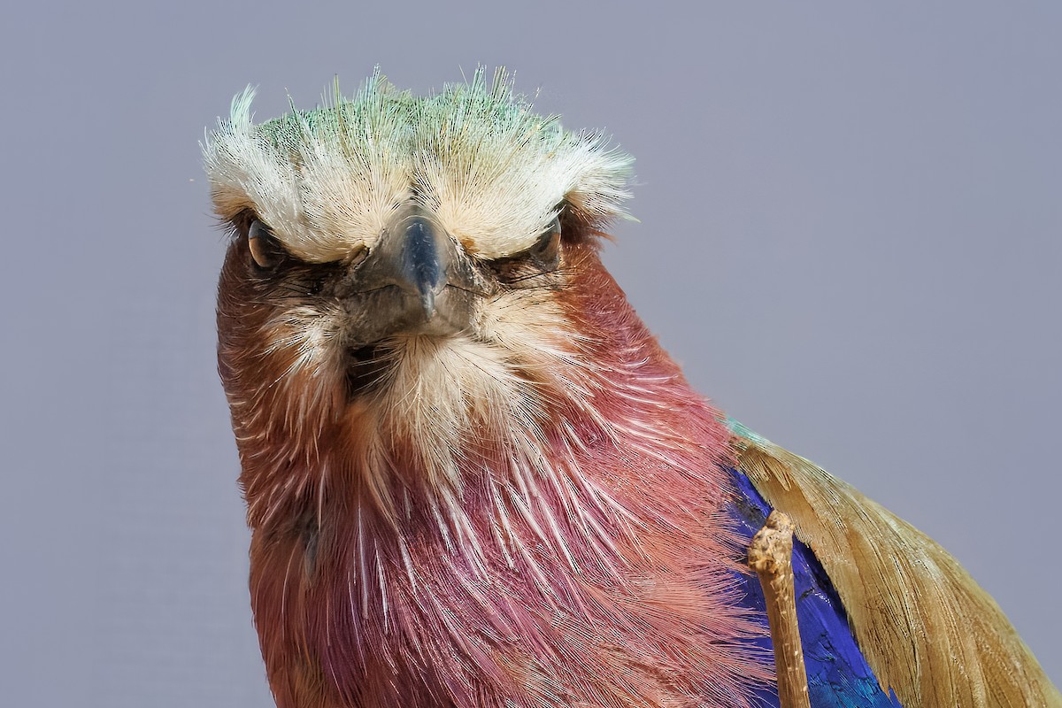 Lilac-breasted Roller - ML643671887