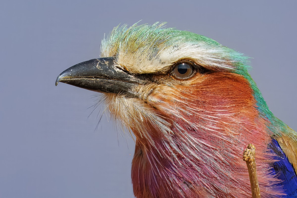 Lilac-breasted Roller - ML643671888