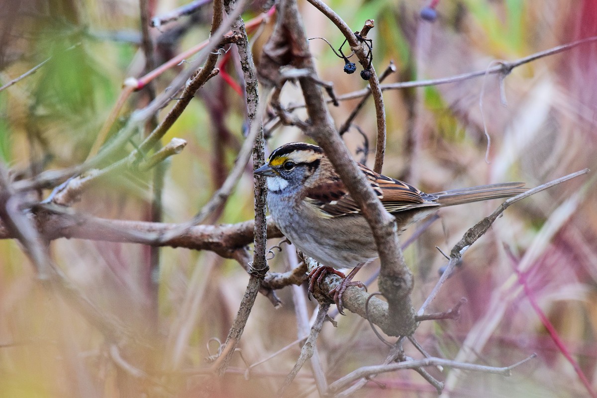 White-throated Sparrow - ML643671890