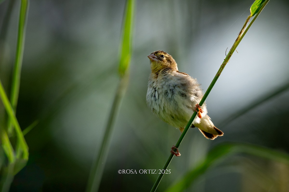 Northern Red Bishop - ML643671891