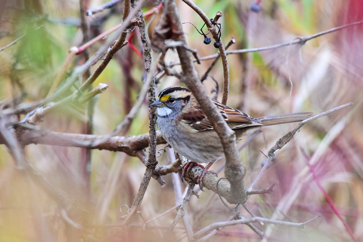 White-throated Sparrow - ML643671896