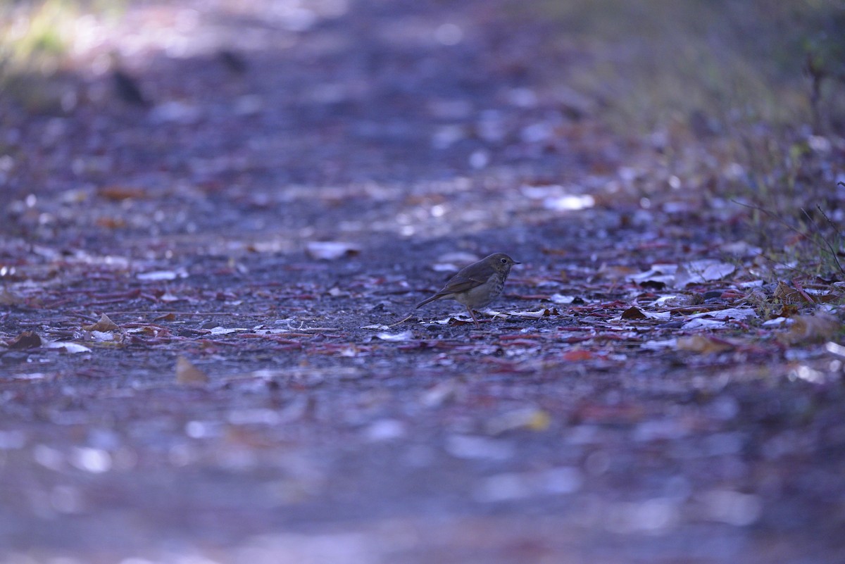 Hermit Thrush - ML643671899