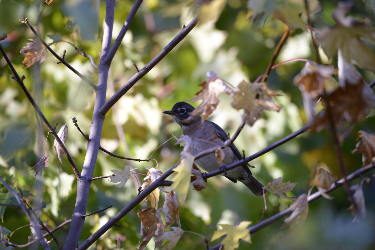 American Robin - ML643671904