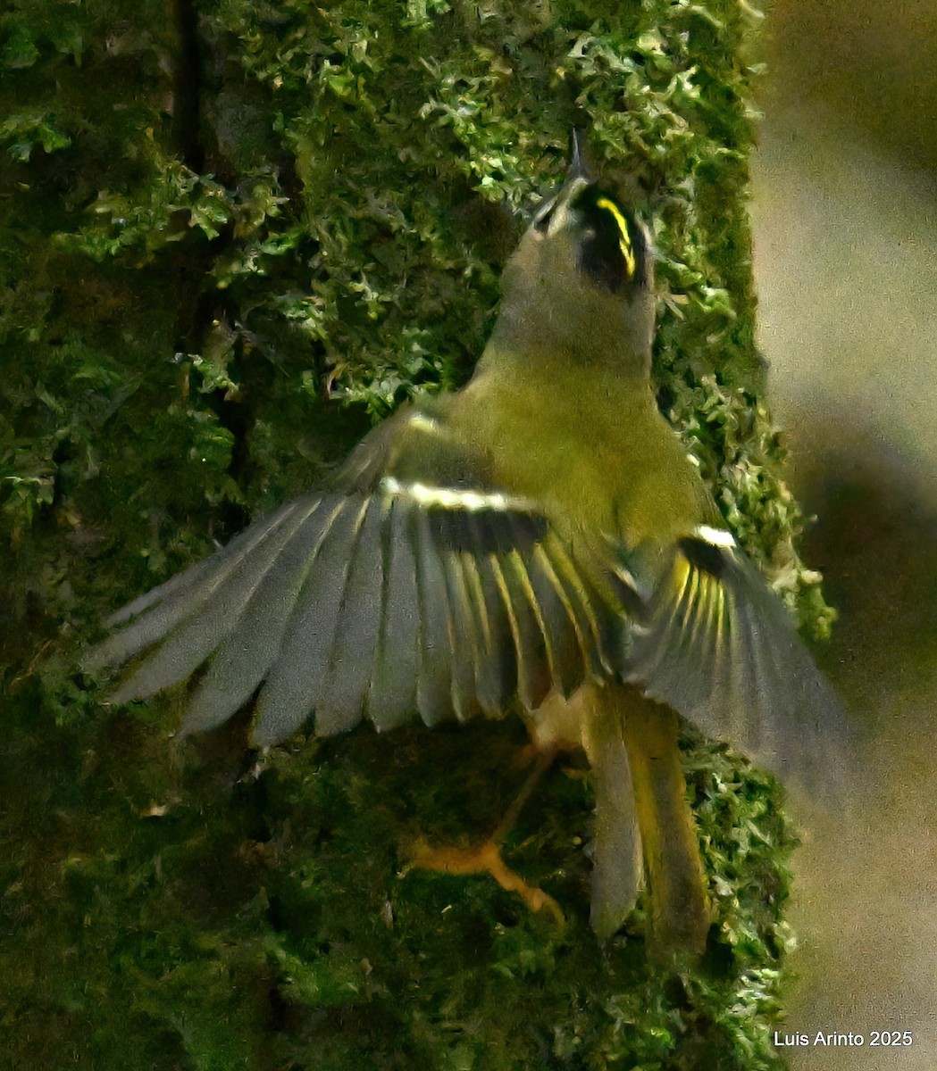 Goldcrest (Tenerife) - ML643671912