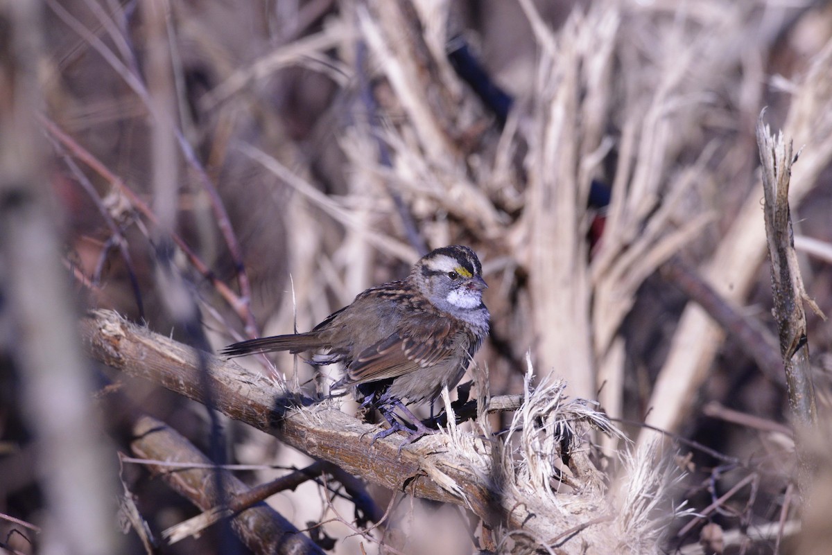 White-throated Sparrow - ML643671915