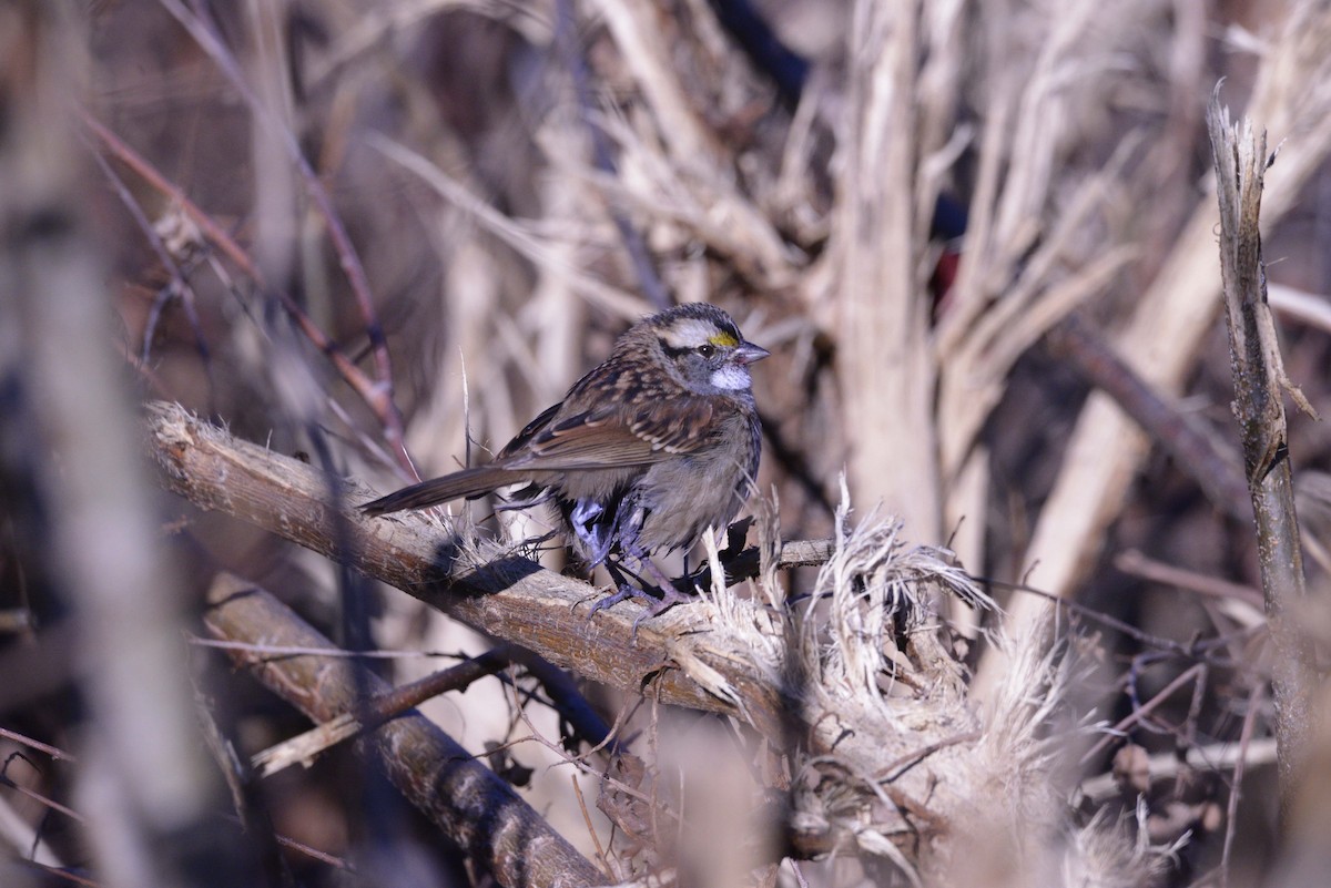 White-throated Sparrow - ML643671916