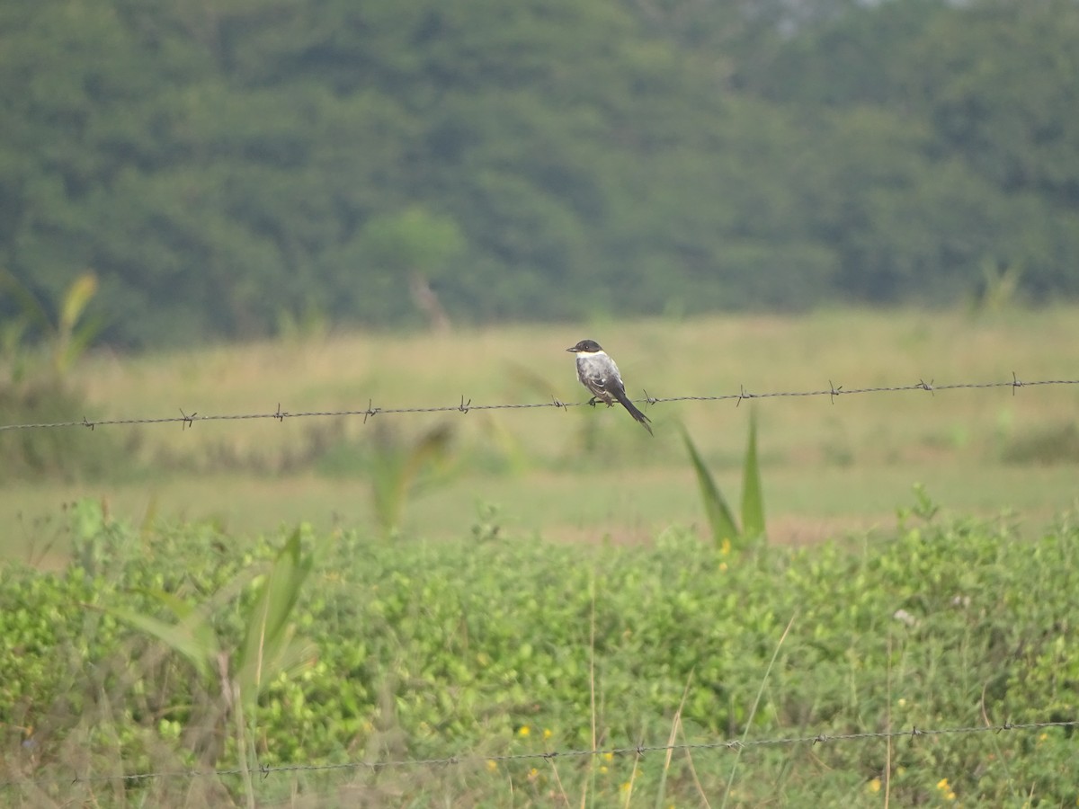 Fork-tailed Flycatcher - ML643671926