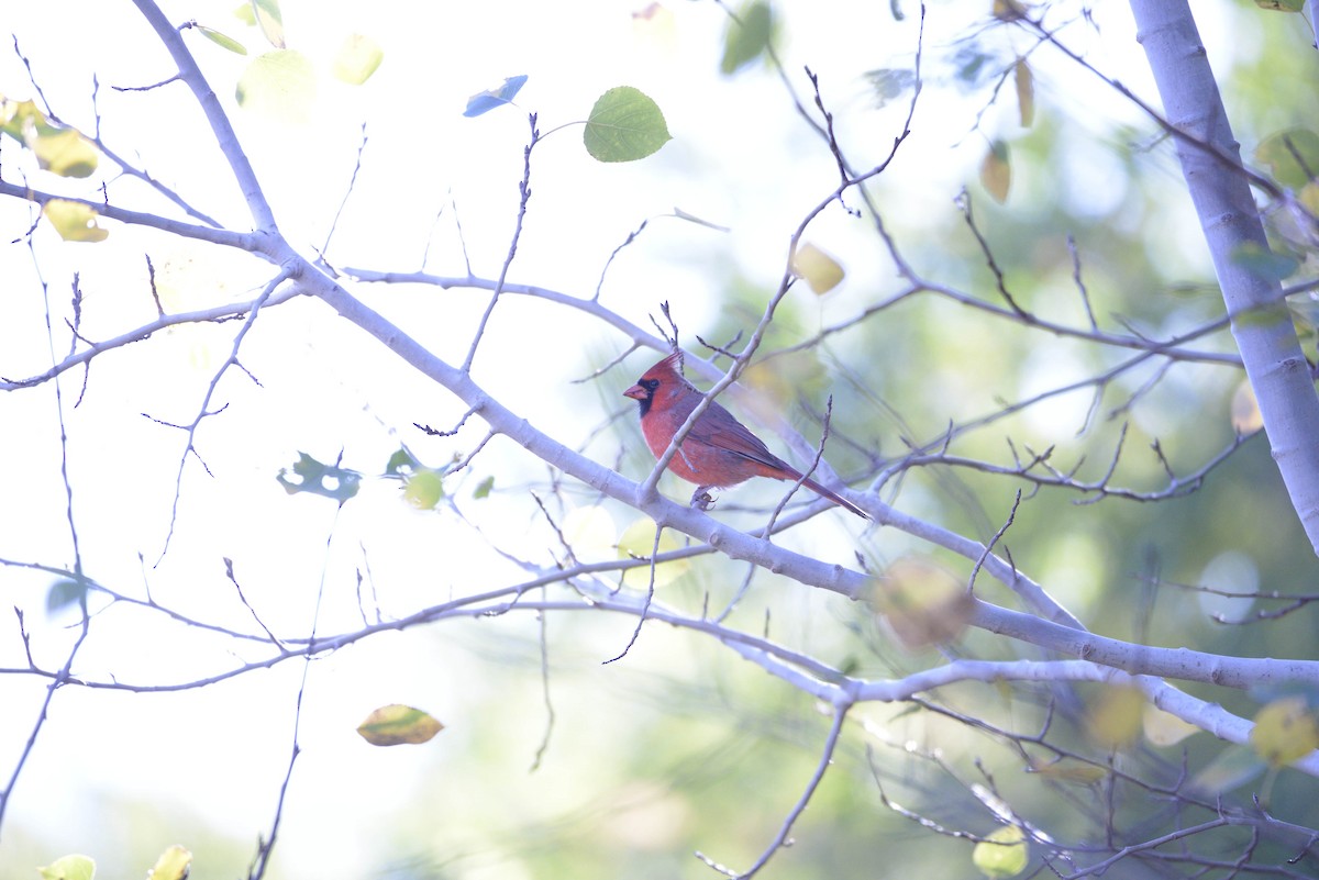 Northern Cardinal - ML643671931
