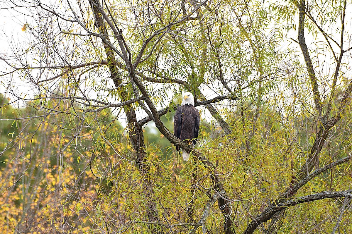 Bald Eagle - ML643671950