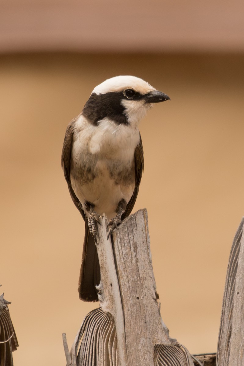 White-rumped Shrike - ML643671958