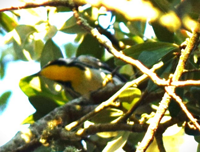 Yellow-throated Warbler - ML643672004