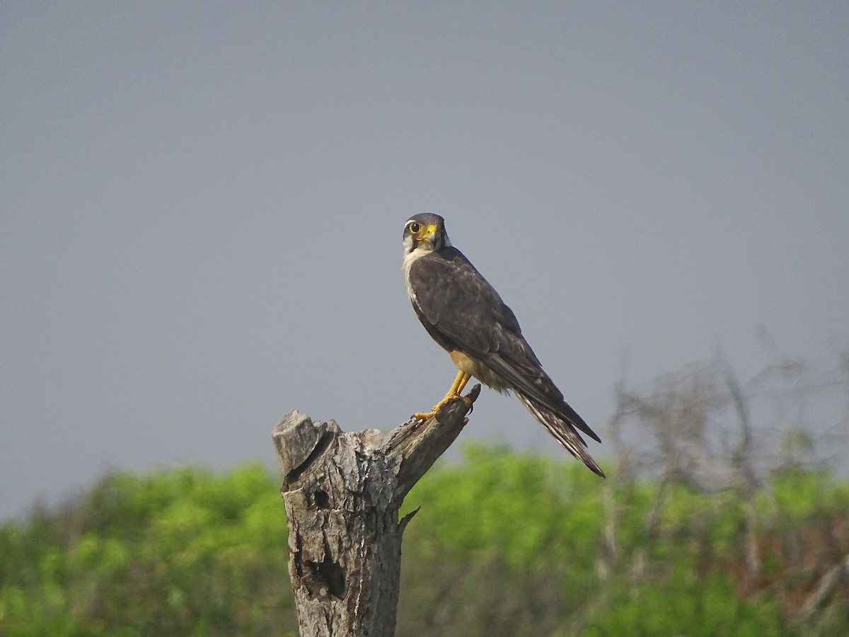 Aplomado Falcon - ML643672020