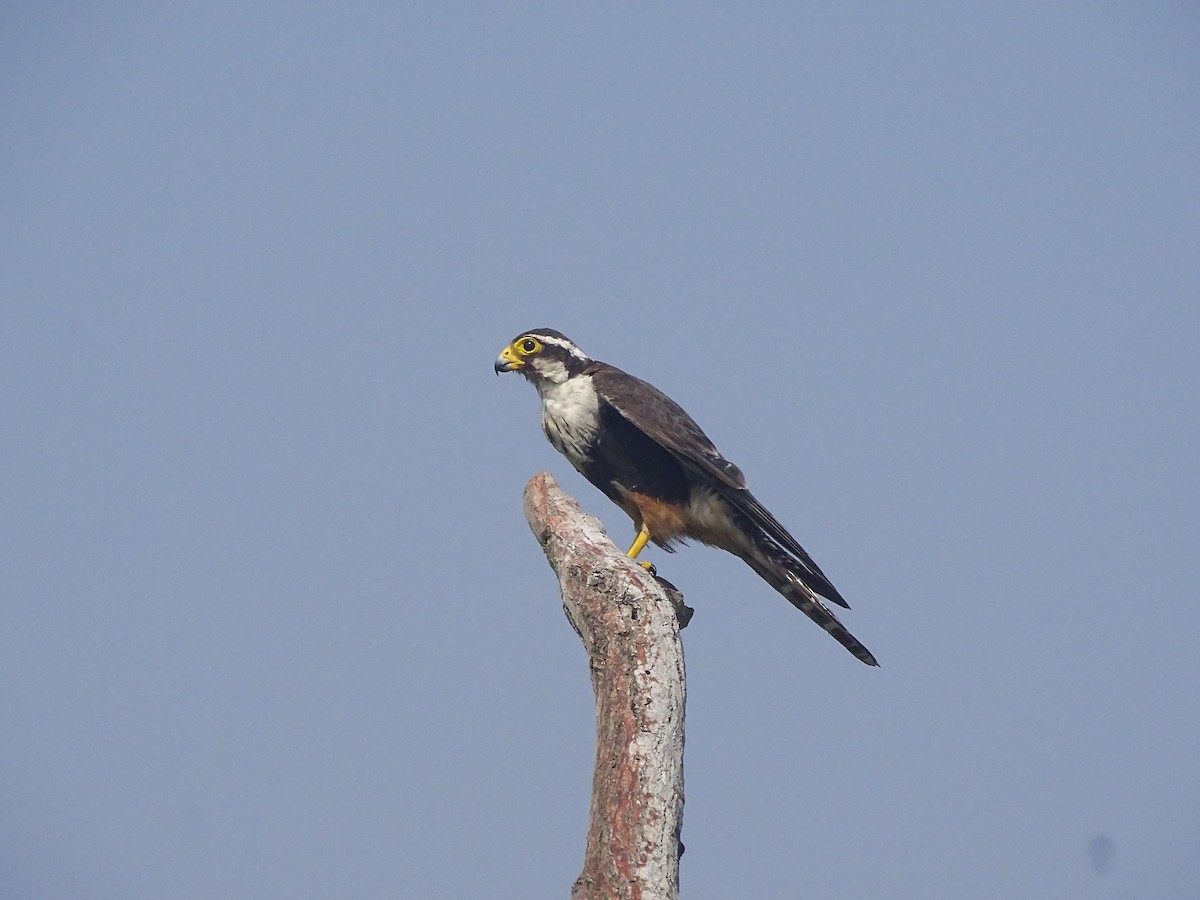 Aplomado Falcon - ML643672021