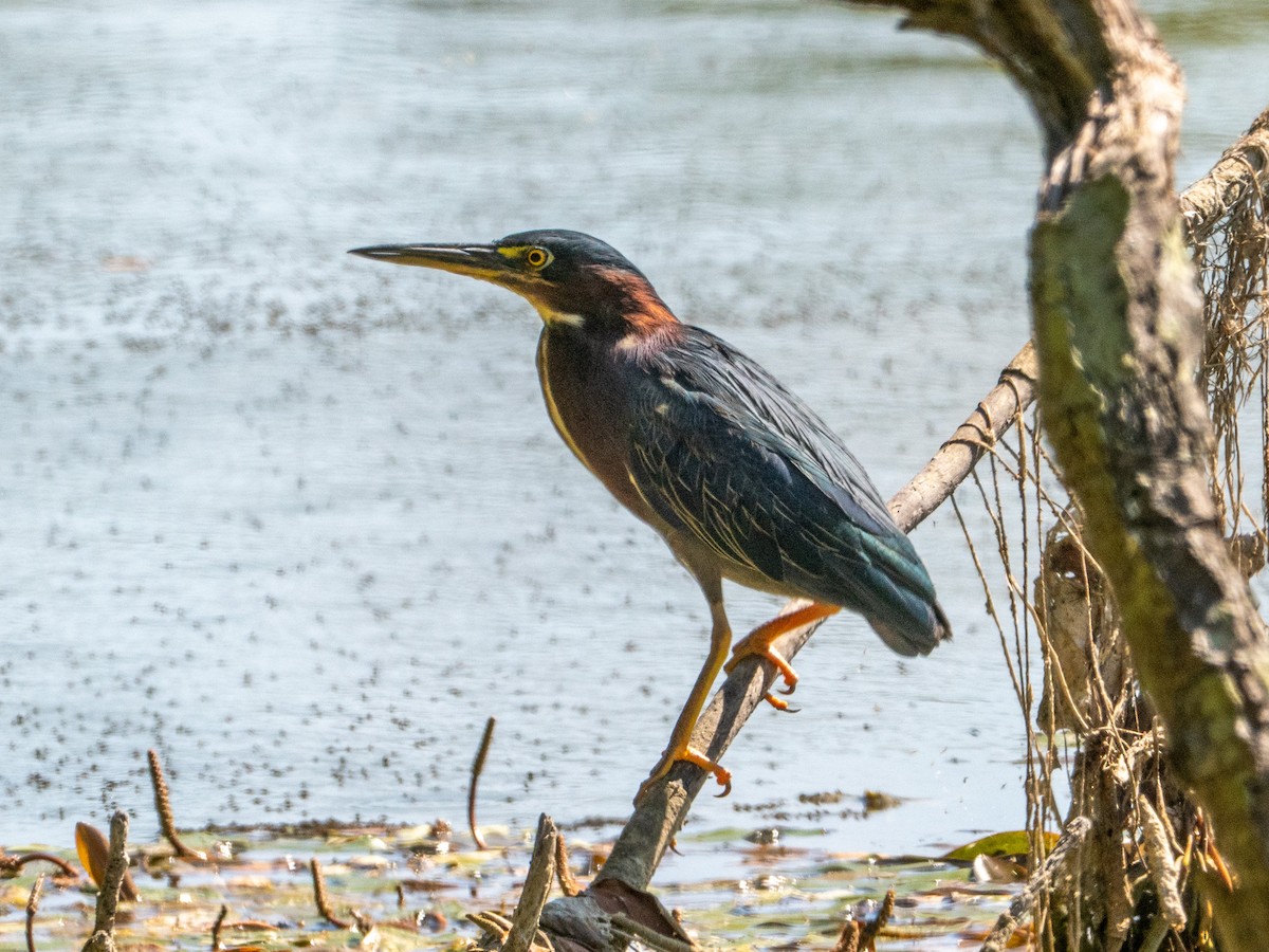 Green Heron - ML643672025