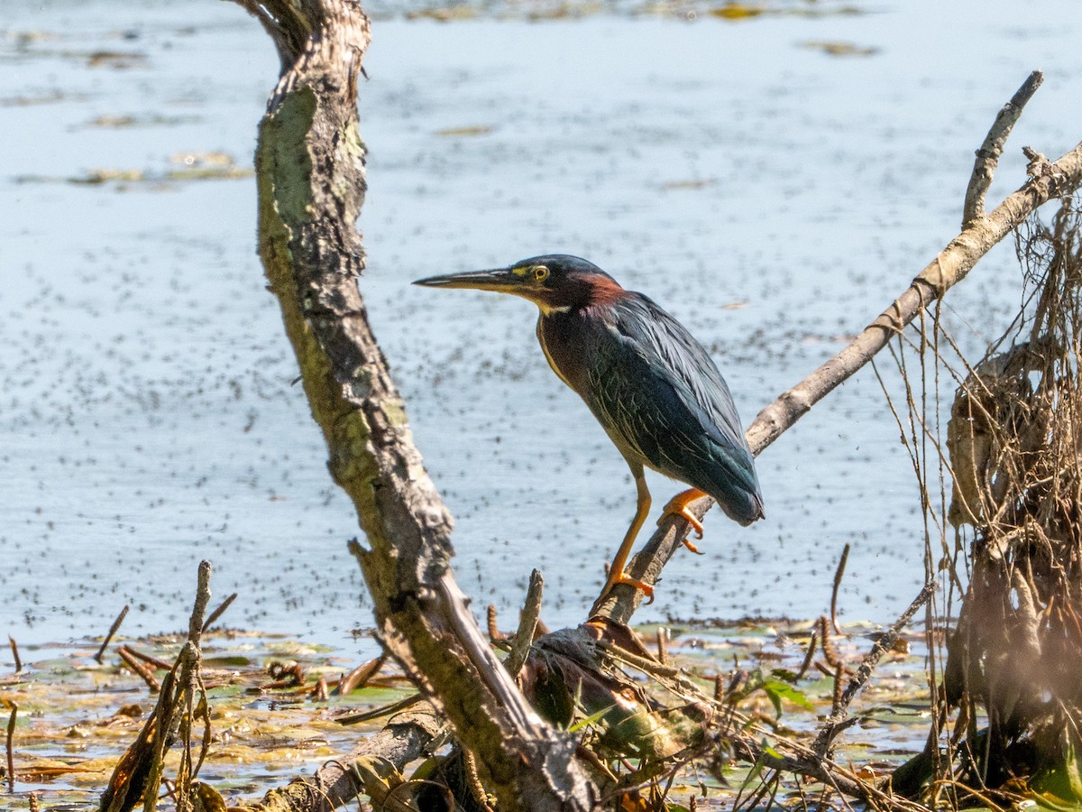 Green Heron - ML643672026