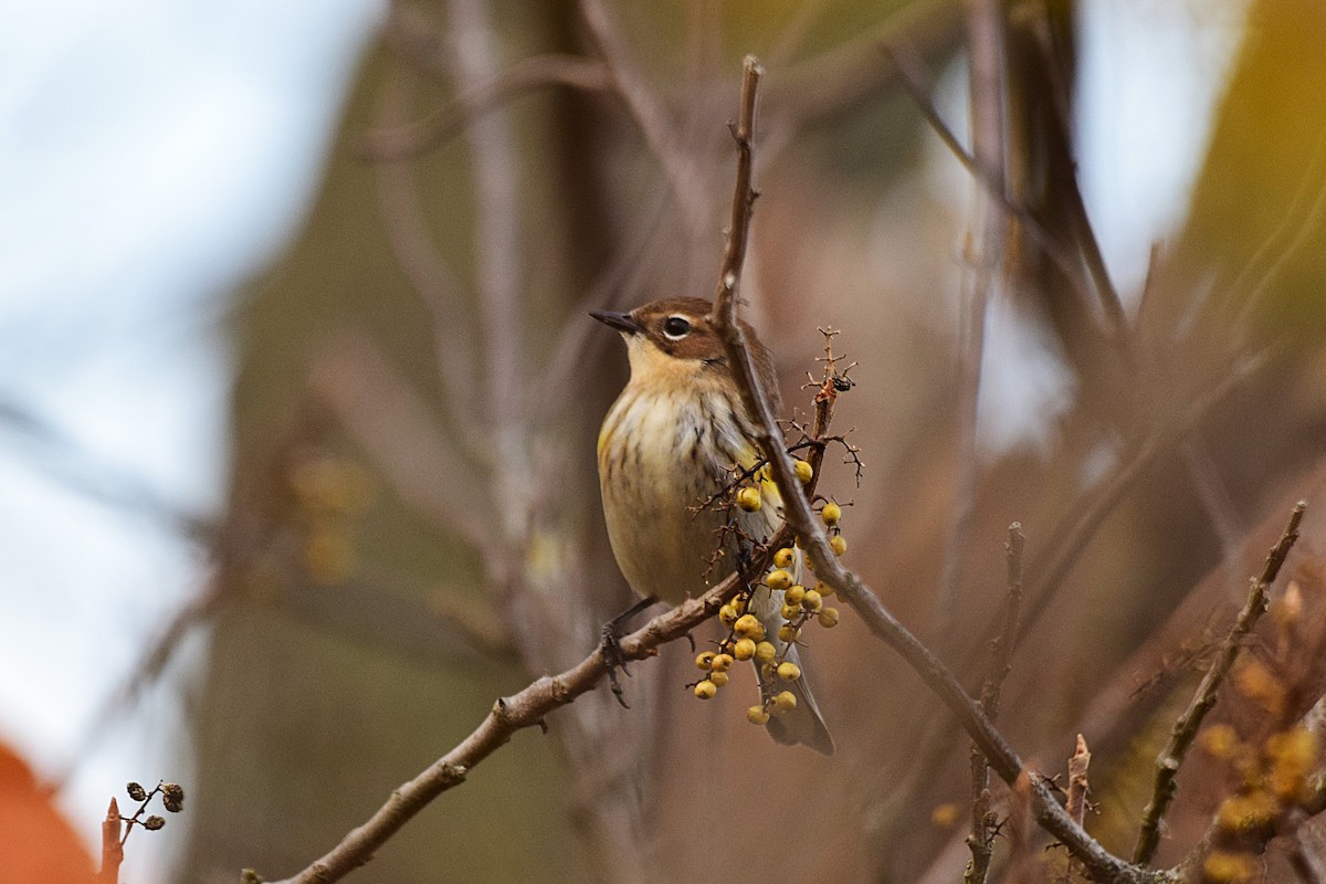 Yellow-rumped Warbler - ML643672030