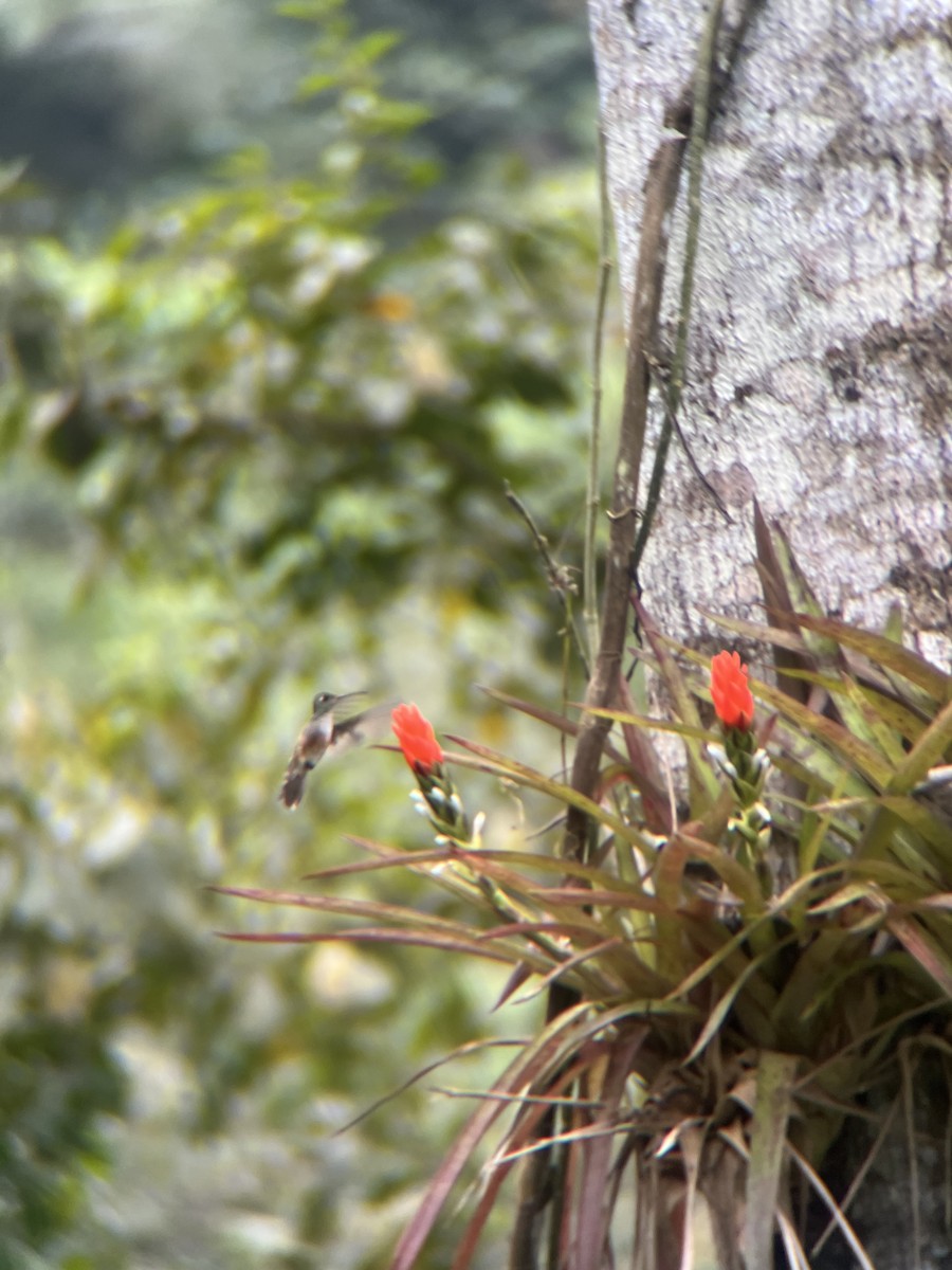 Amazilia Hummingbird - ML643672032