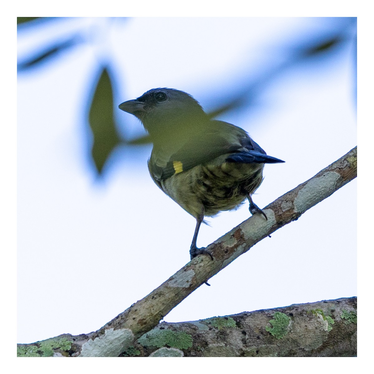 Yellow-winged Tanager - ML643672034