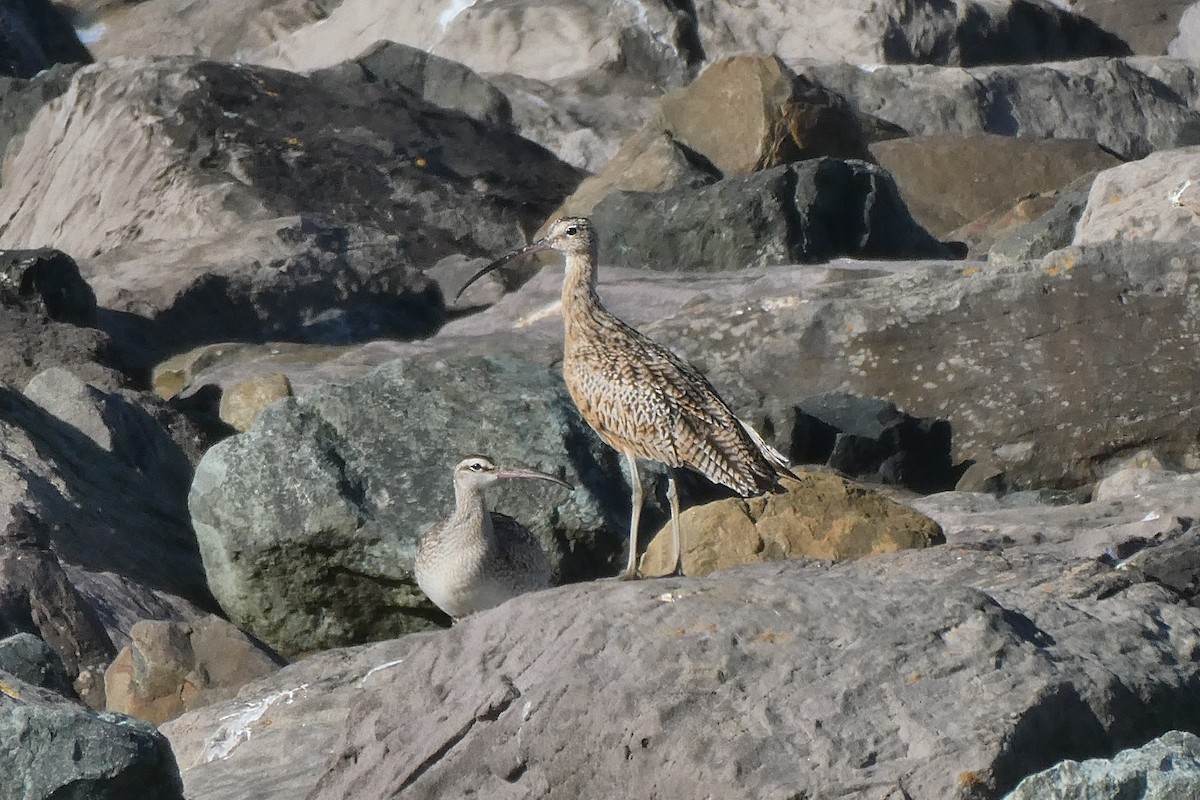 Rostbrachvogel - ML643672038