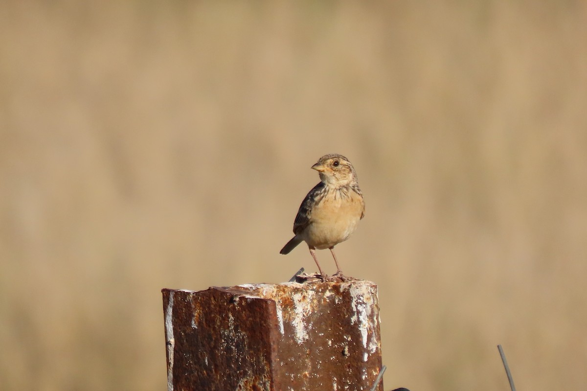 Singing Bushlark - ML643672044
