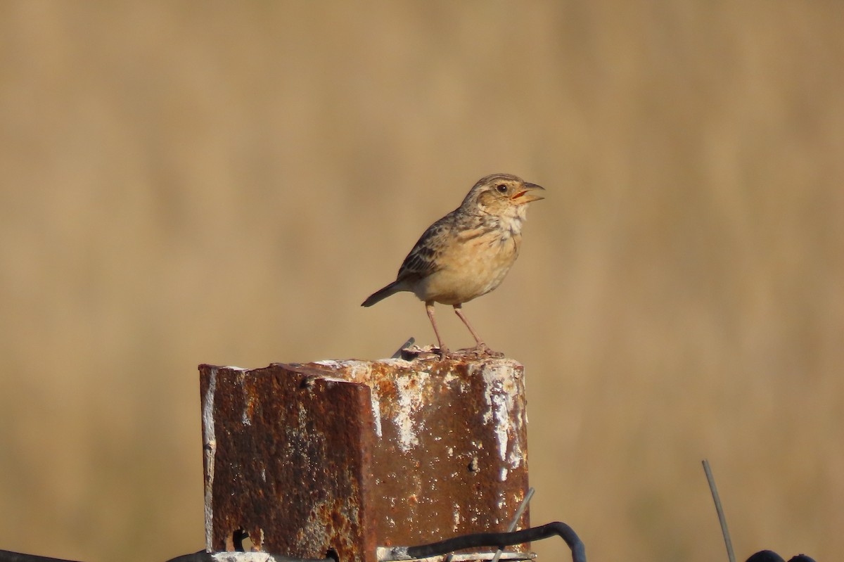Singing Bushlark - ML643672047