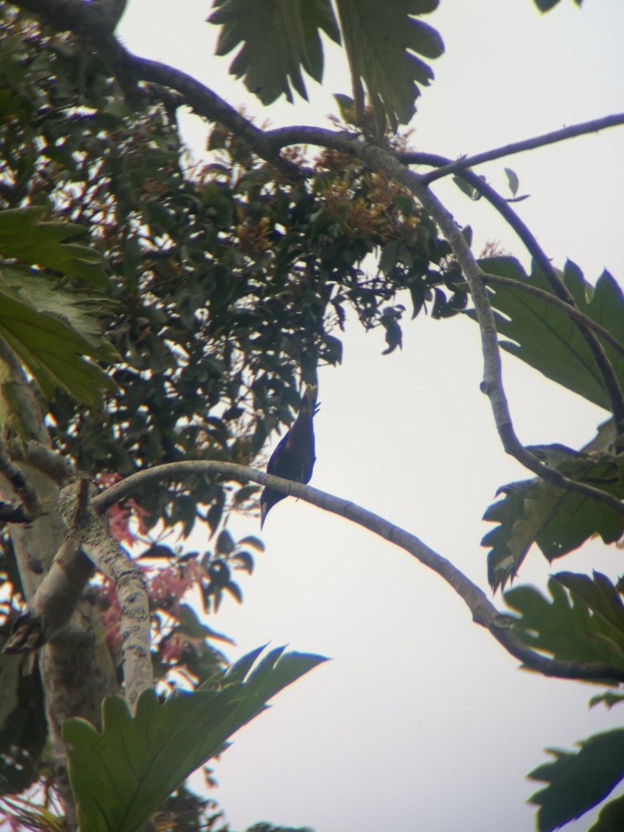 Chestnut-headed Oropendola - ML643672051