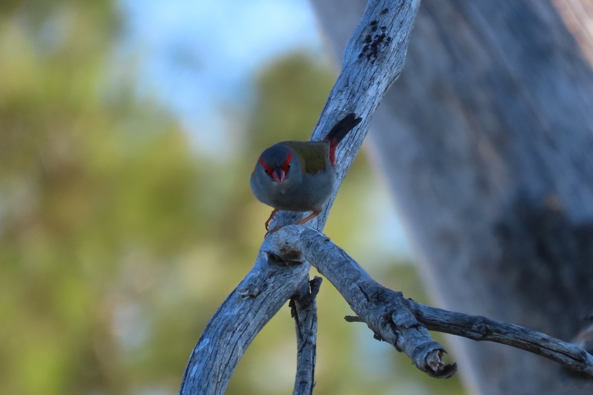 Red-browed Firetail - ML643672059