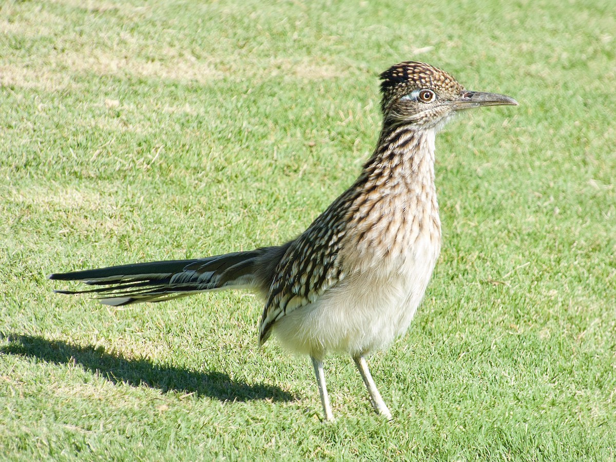 kukačka kohoutí - ML643672069