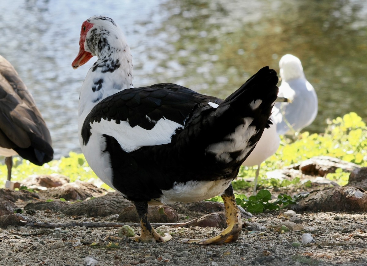 Canard musqué (forme domestique) - ML643672071