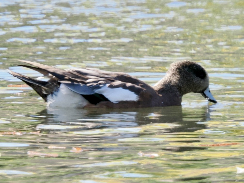Canard d'Amérique - ML643672092