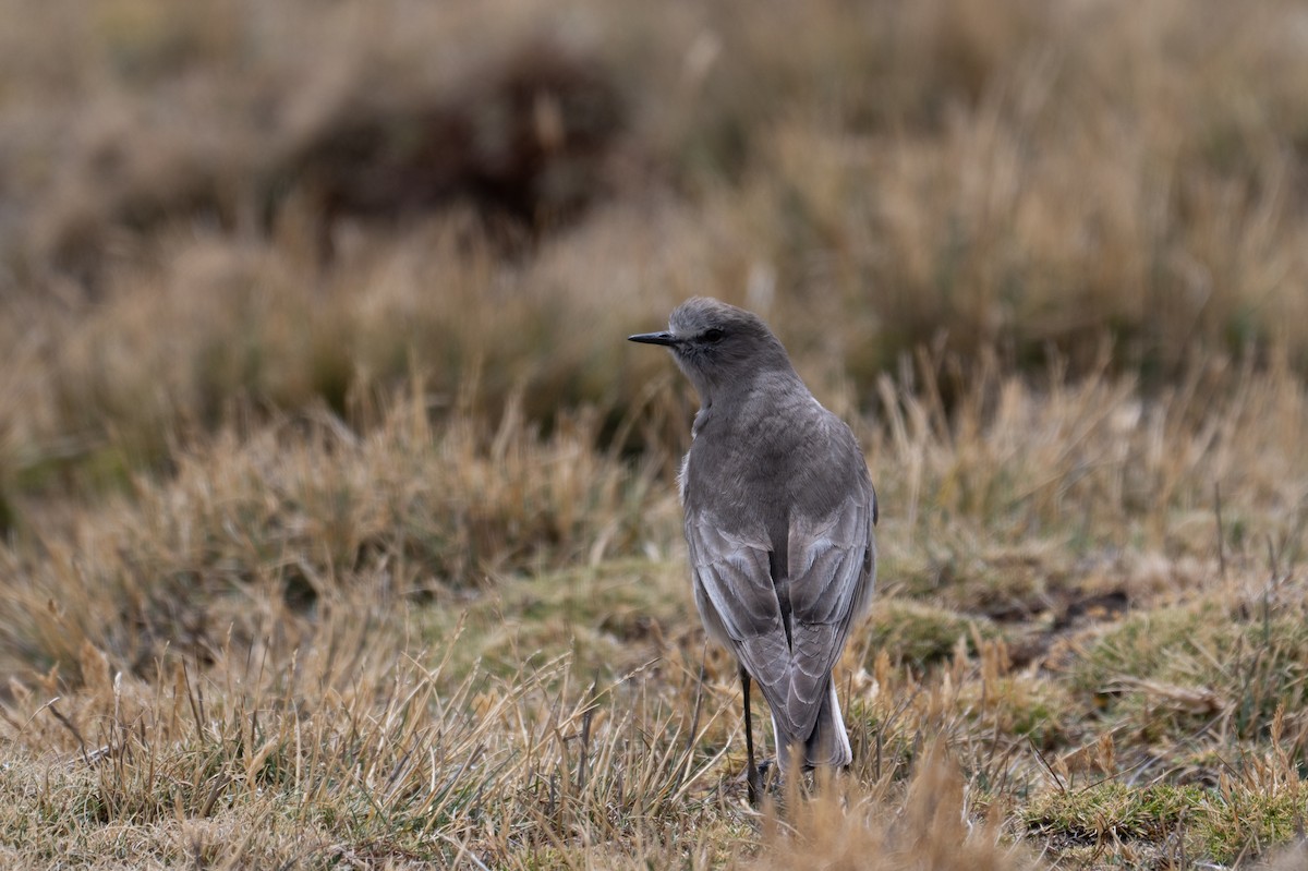White-fronted Ground-Tyrant - ML643672121