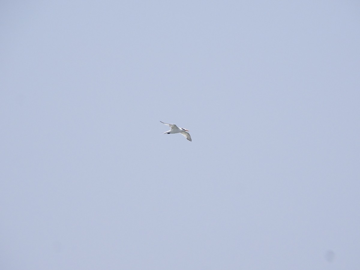 Royal Tern - ML643672123