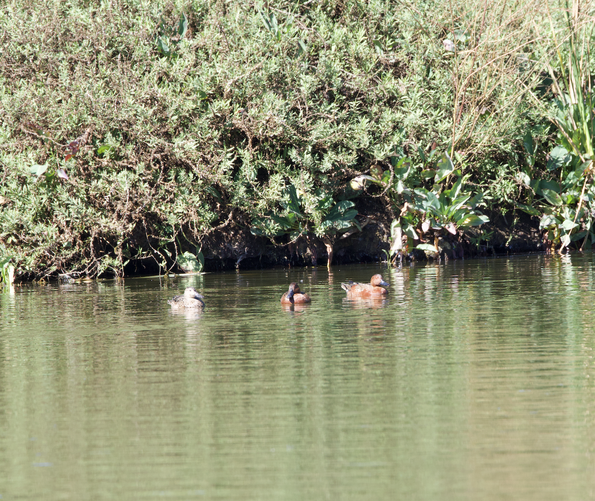 Cinnamon Teal - ML643672127
