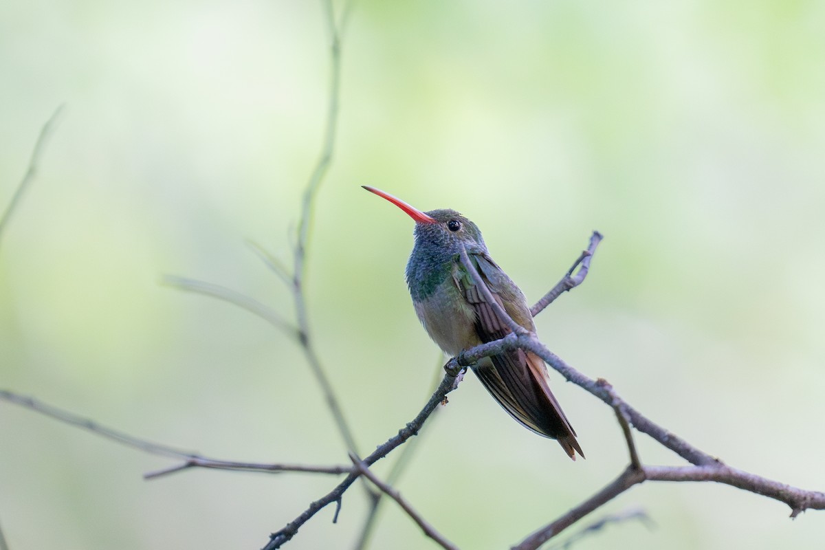 アカハシエメラルドハチドリ（cerviniventris／chalconota） - ML643672143