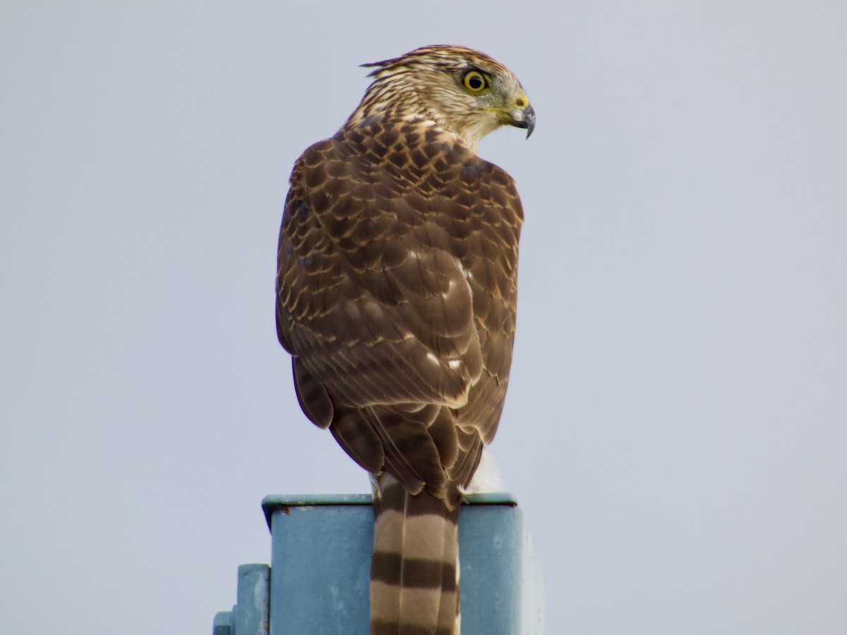 jestřáb americký - ML643672148