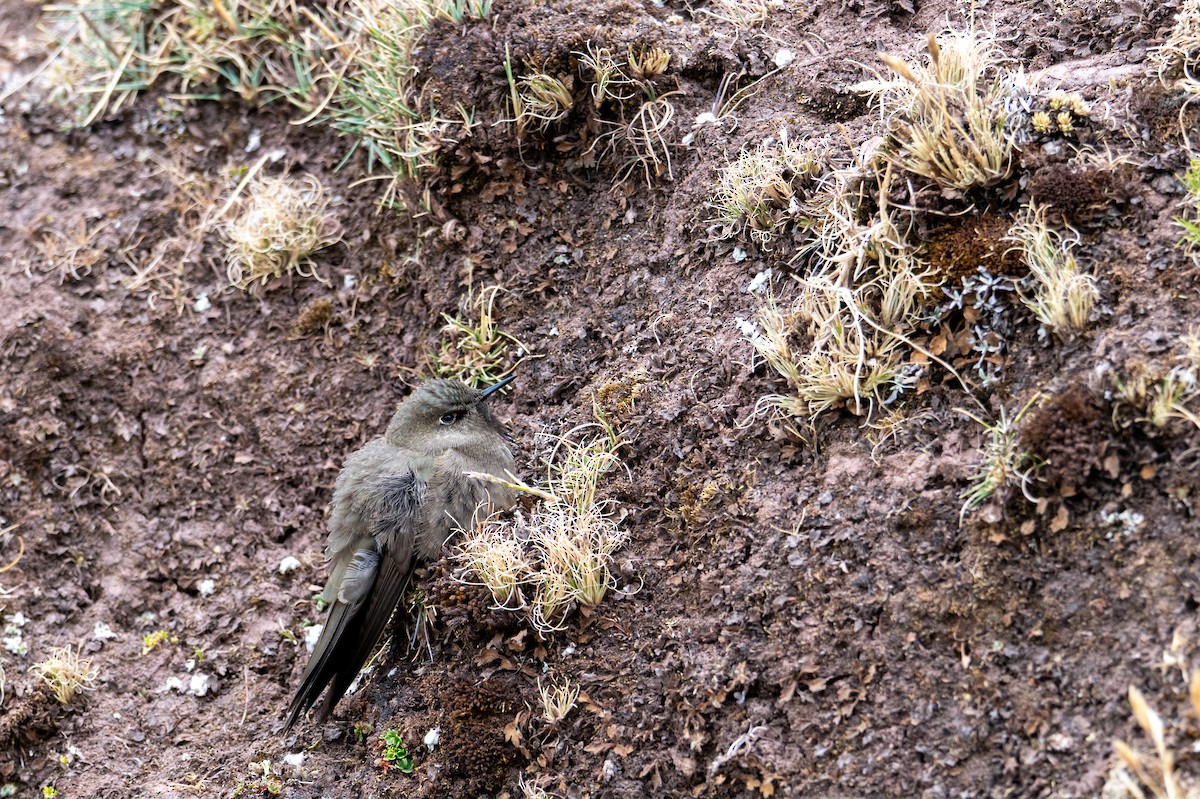 Olivaceous Thornbill - ML643672158