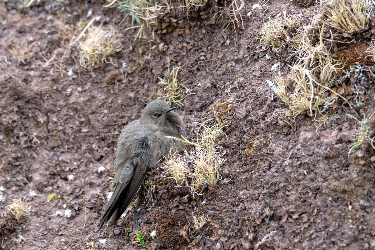 Olivaceous Thornbill - ML643672175