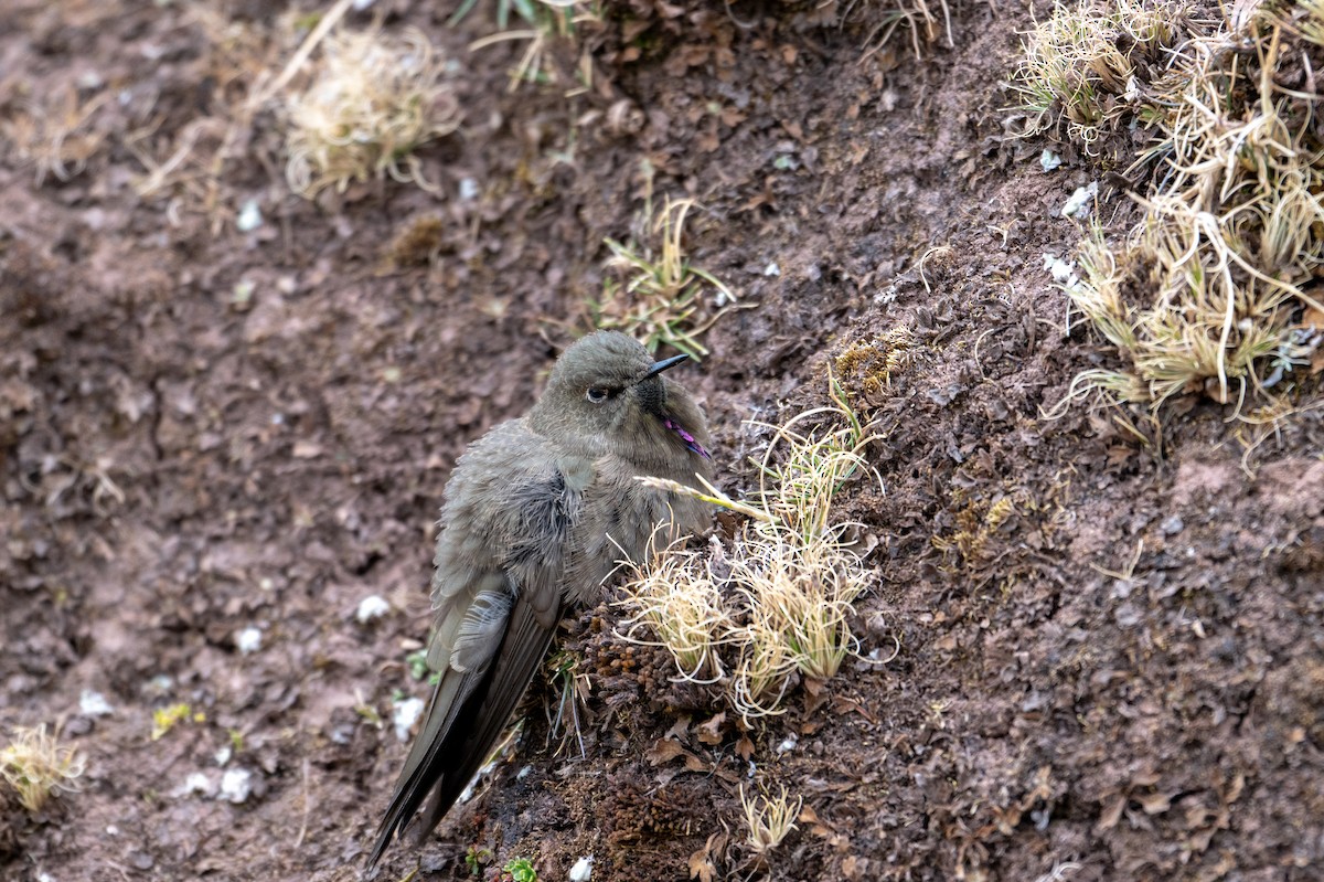 Olivaceous Thornbill - ML643672176