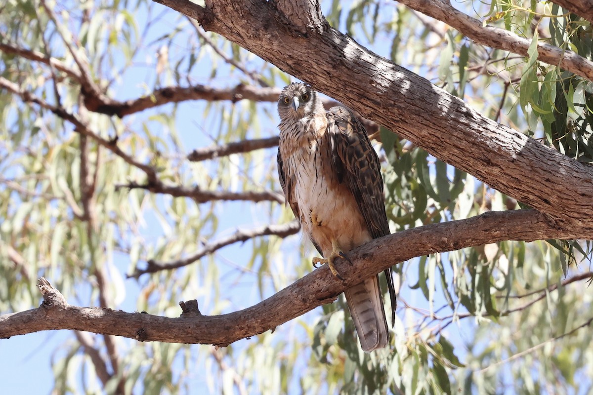 Red Goshawk - ML643672177