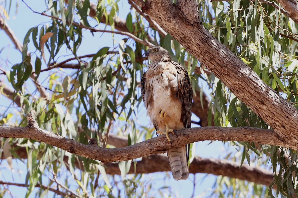 Red Goshawk - ML643672178